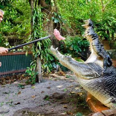 Crocodile keeper George Craig feeding Cassius