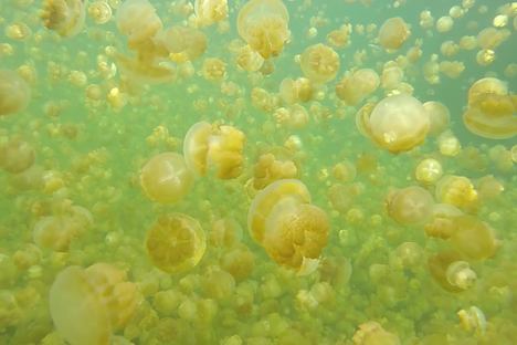 Take a Soothing Swim in a Lake Swarming With Golden Jellyfish 
