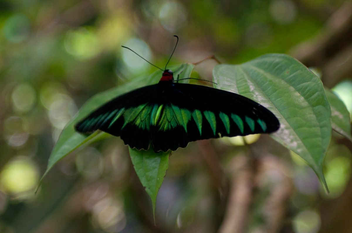 Kuala Lumpur Butterfly Park – Kuala Lumpur, Malaysia - Atlas Obscura