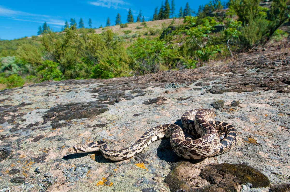 The Pacific gopher snake (<em>Pituophis catenifer</em>), recently spotted by a BioGaliano participant, was last seen on the island more than half a century ago.