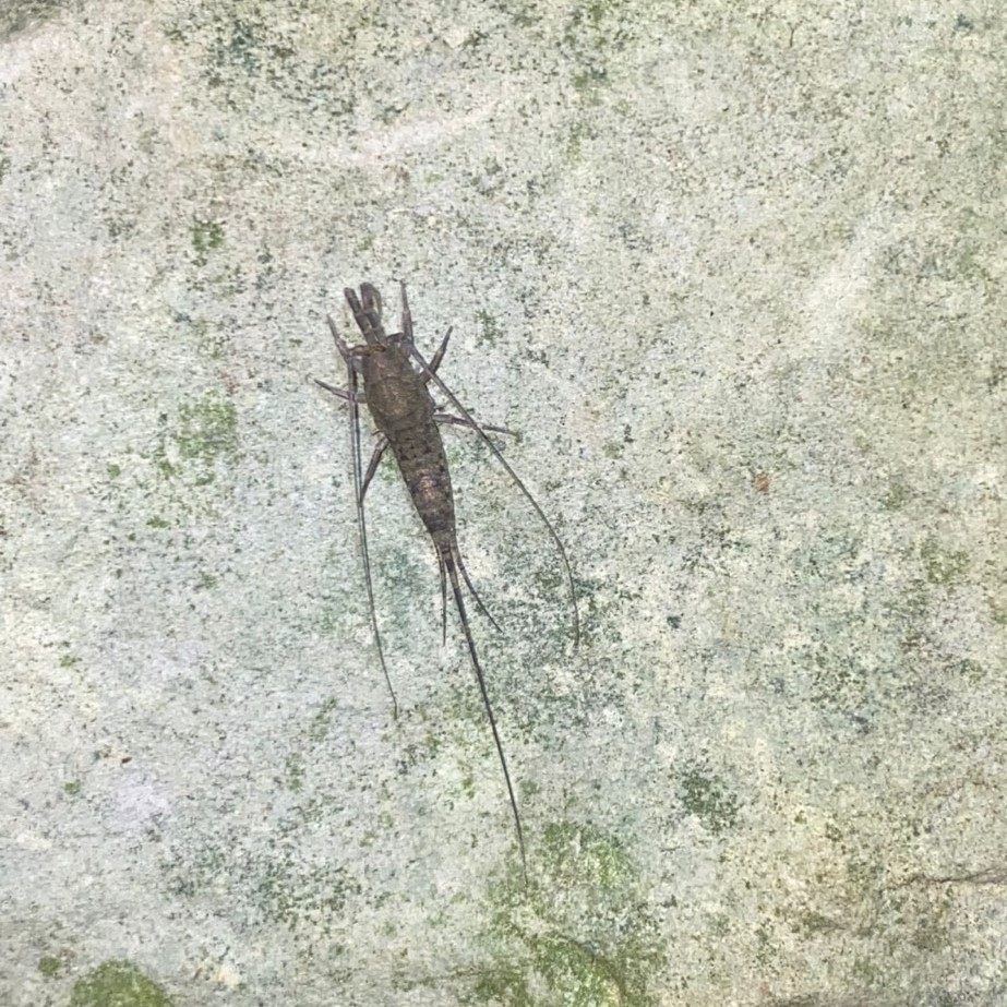 Possible Archeognatha