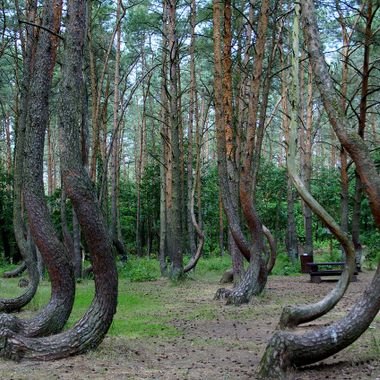 Crooked Forest (krzywy las)