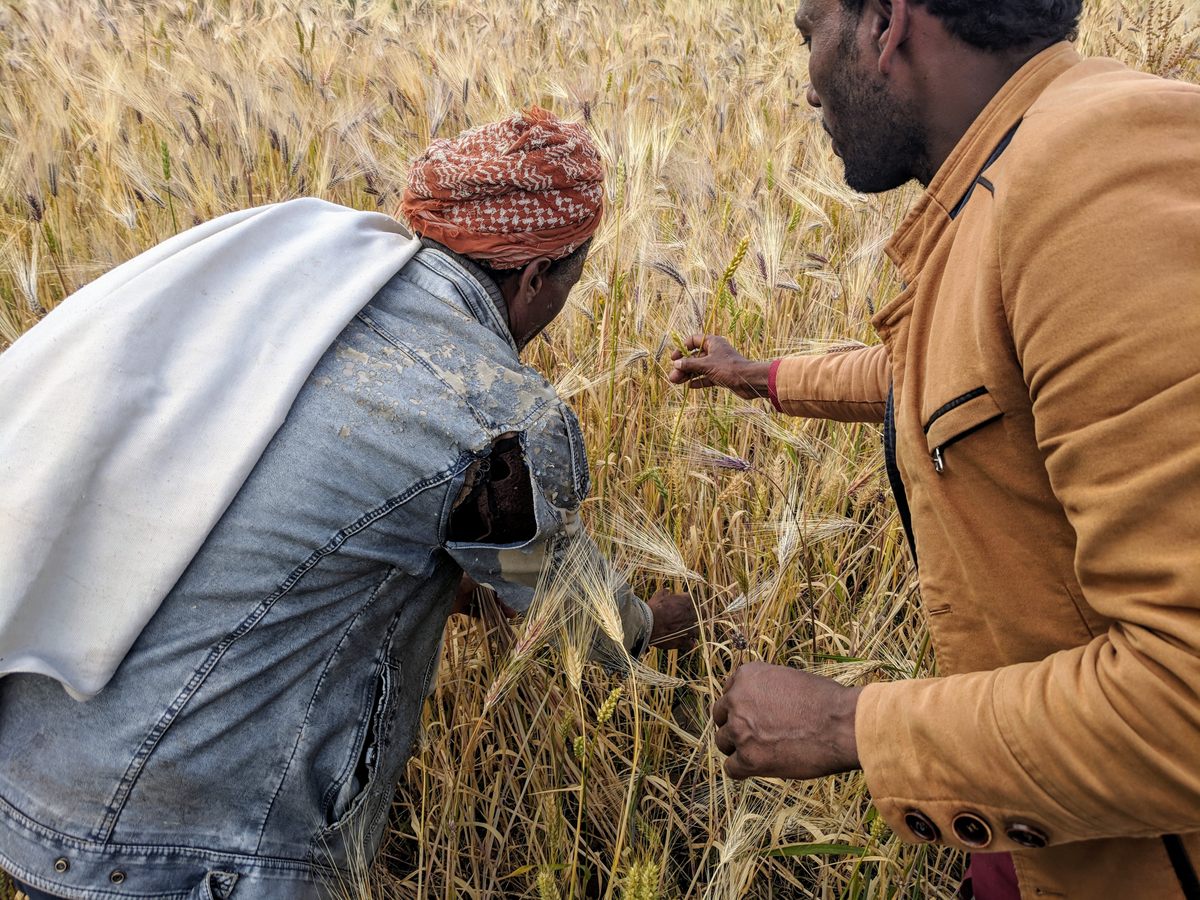 Ethiopia is one of the few places on Earth where farmers have continued to grow maslins.