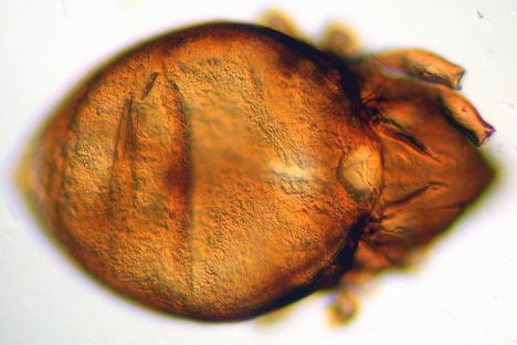 A Hydrozetes mite cored from Marcacocha. 