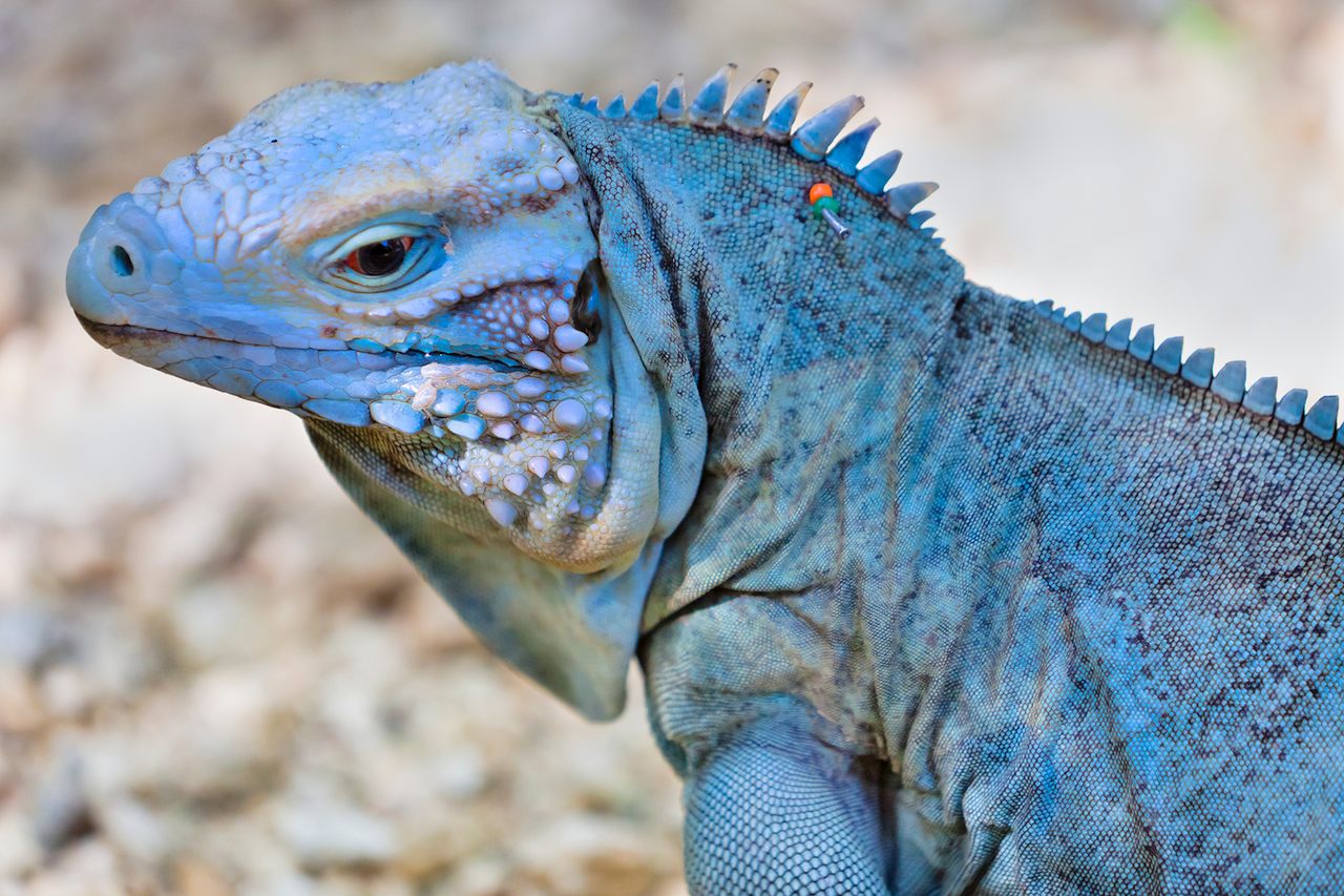 Conservationists have pinned beads in the crests of the island's blue iguanas to identify different individuals.