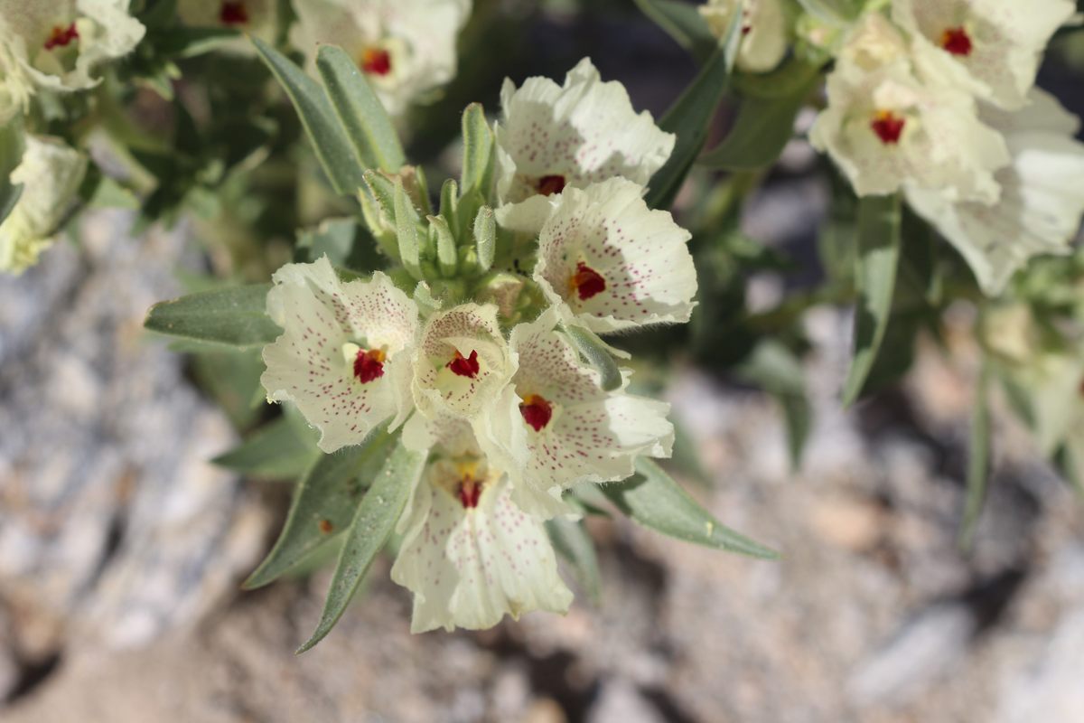 Don't be afraid of the ghost flower (<em>Mohavea confertiflora</em>).