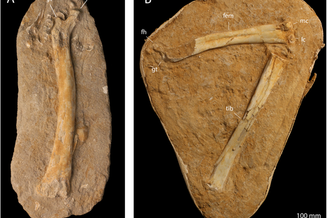 The femur and tibia bones of a pterosaur.