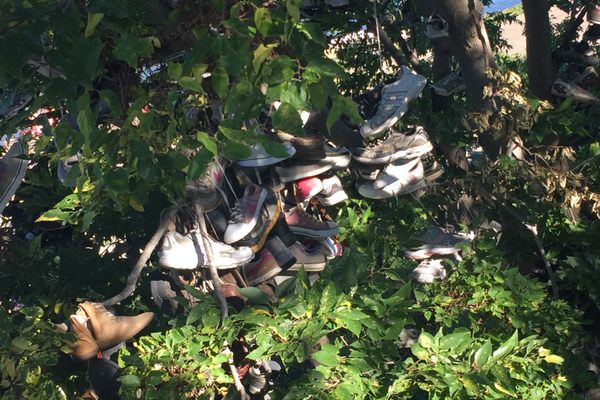 Close up of shoes on the shoe tree