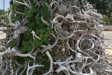 Deer Horn Tree