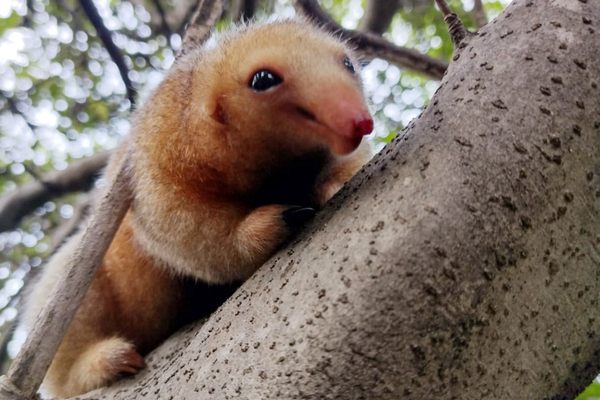 Scientists don’t know how many silky anteaters live in Brazil’s Parnaíba Delta. Densely vegetated mangroves make it difficult to count the elusive animals.