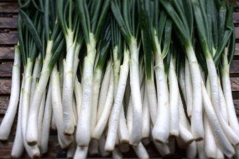 Calcots are longer than your average onion.