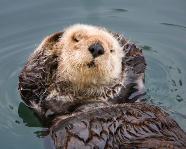 Otter-ly Adorable Climate Change Warriors May Save California's Coastal ...