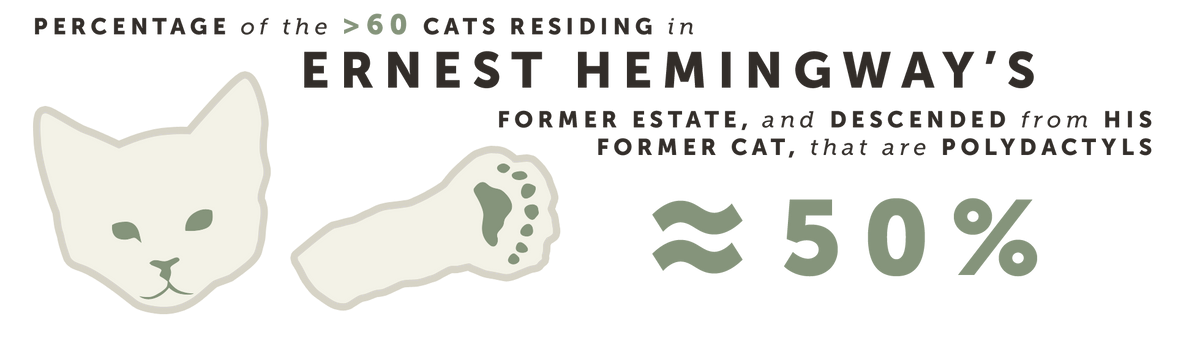 Percentage of the >60 cats residing in Ernest Hemingway's former estate, and decended from his former cat, that are polydactyls