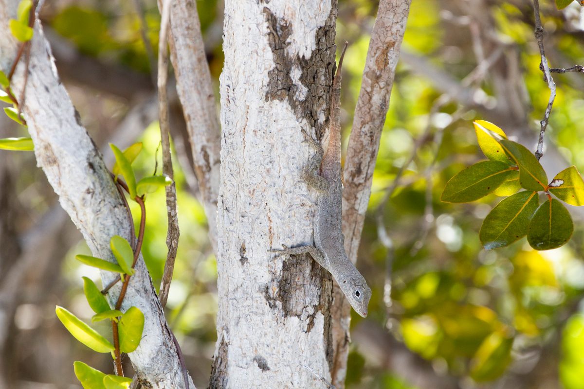 The anoles soak up sun on trees, holding on with four limbs when they can.