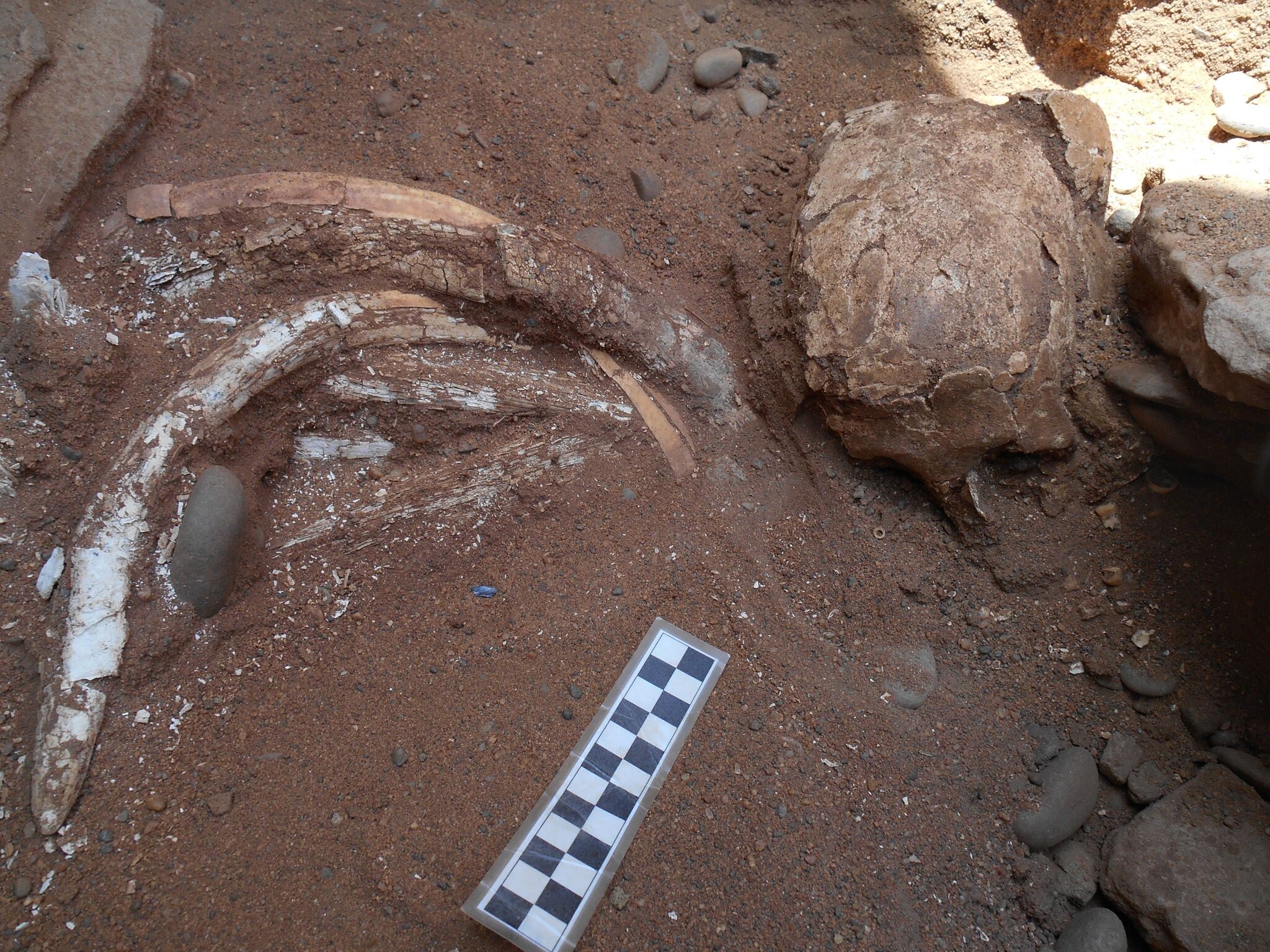 An elderly man buried with about a dozen perforated hippo tusks, which may have been strung together as a necklace.