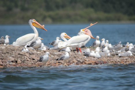 Pelican Island