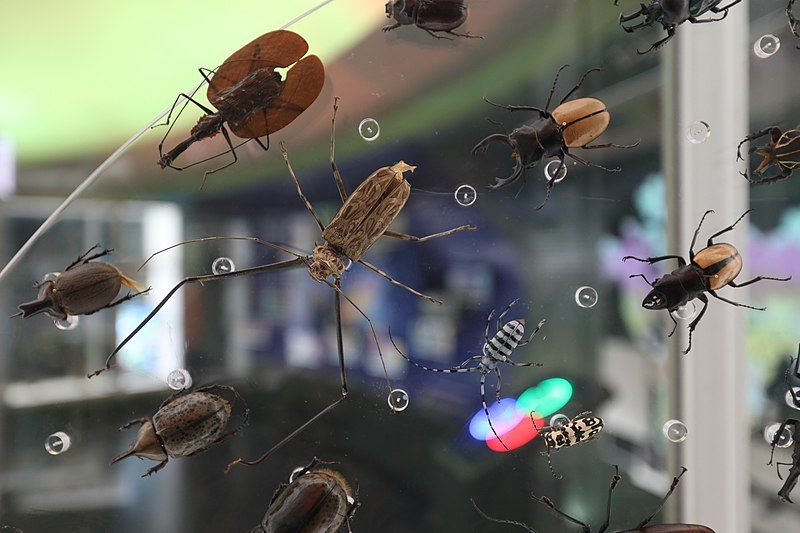 Dessicated Insects Museo de Historia Natural y Cultura Ambiental in Mexico City