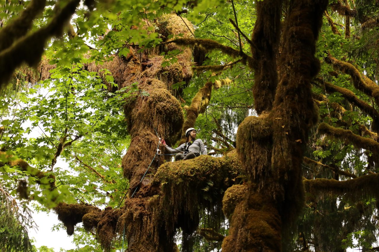 “There are so many good things in there that we can explore,” says soil ecologist Korena Mafune, pictured here high in the canopy of the Hoh Rain Forest. 