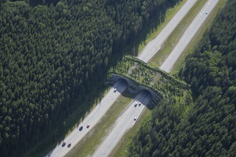 The crossing offers a safer way for animals to move across the highway.