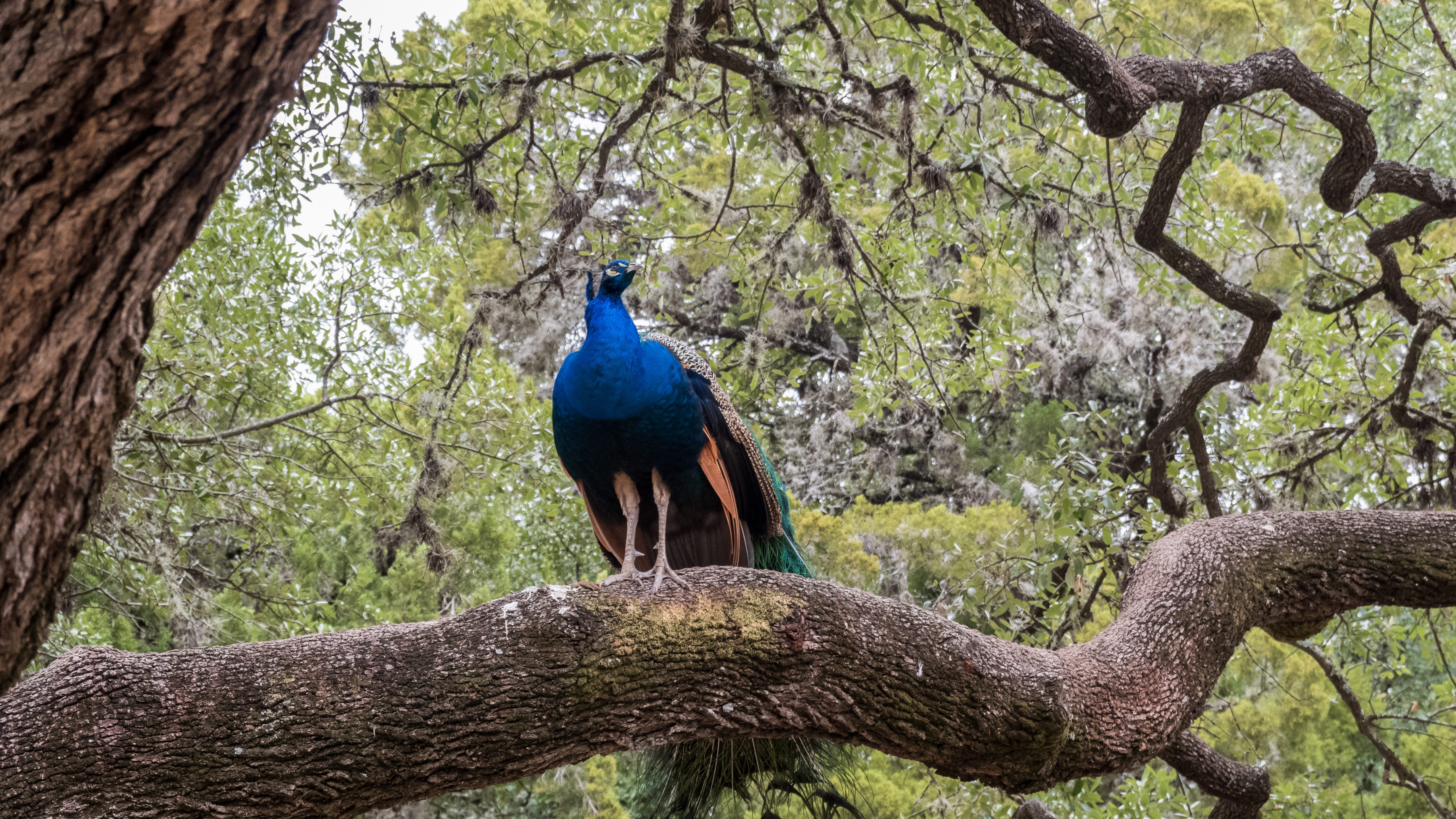 One of the stately residents of Mayfield Park.