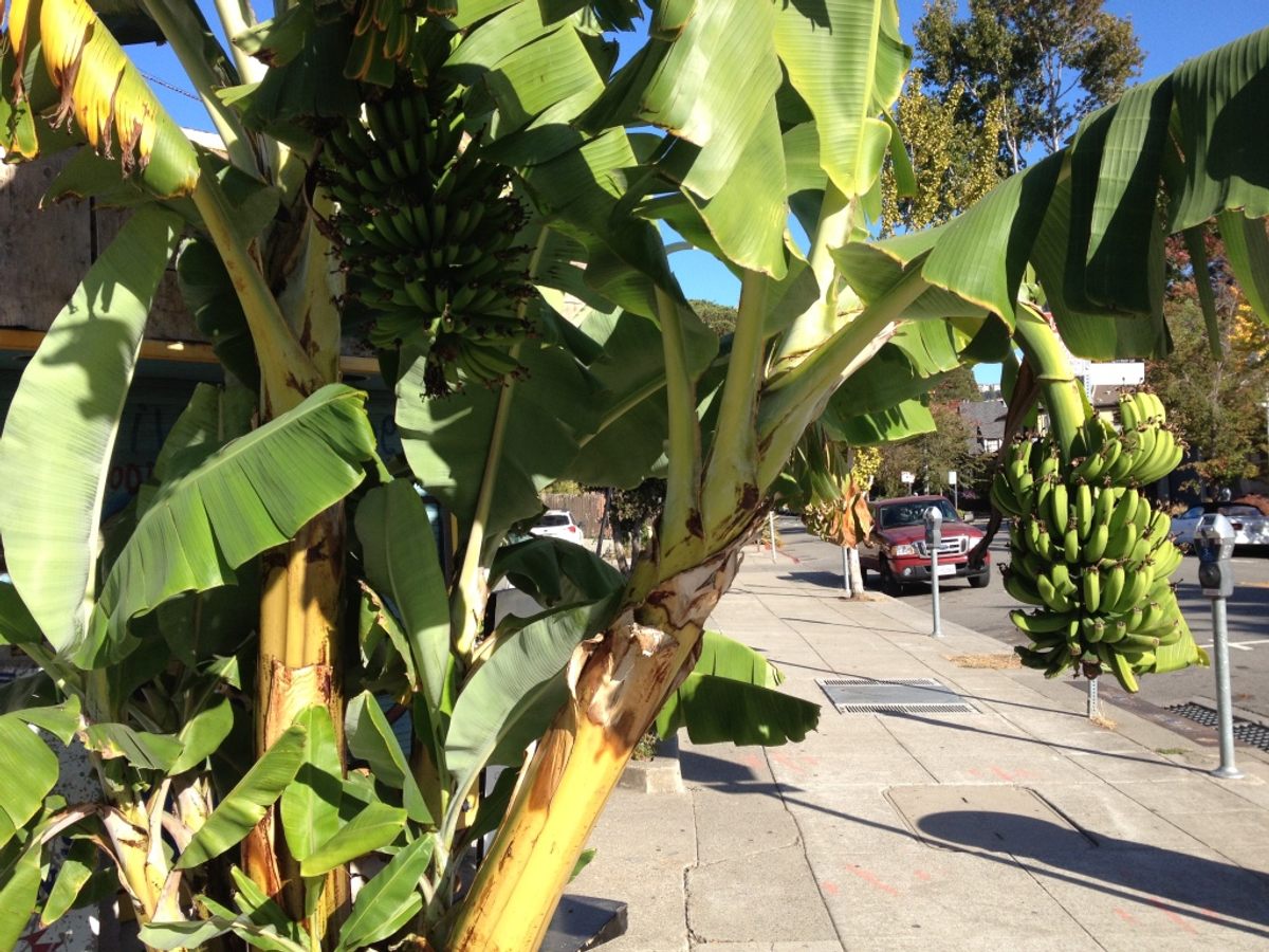 Terminal cancer sufferer's rare Japanese banana tree finally bears