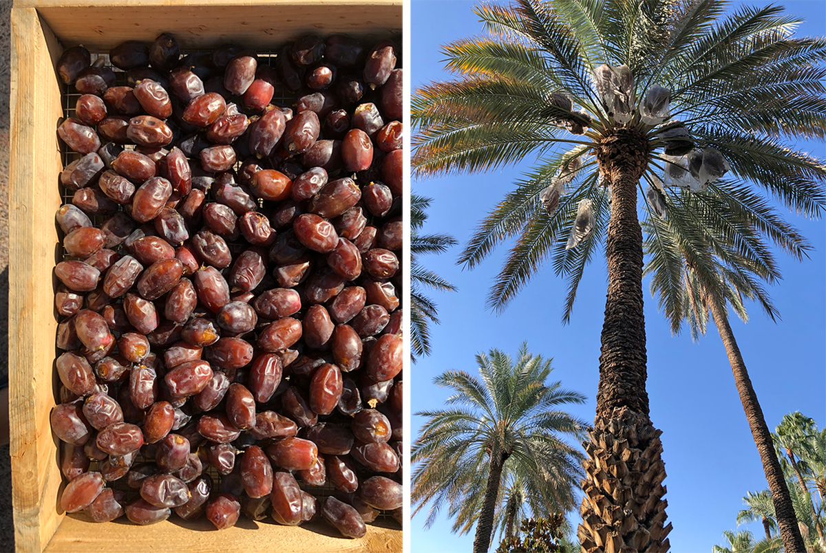 The Health and Nutritional Benefits of Dates - Dateland Date Gardens