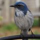 calscrubjay profile photo