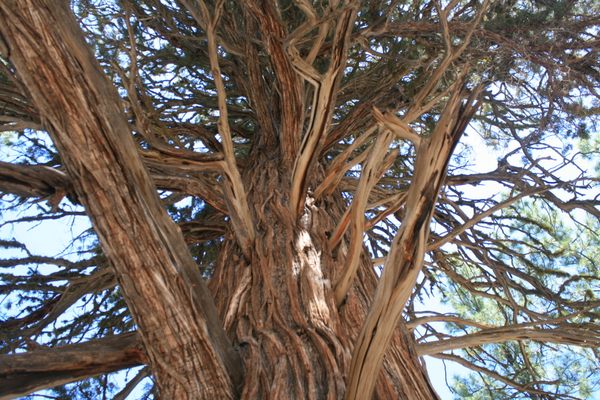 Close-up of the canopy.