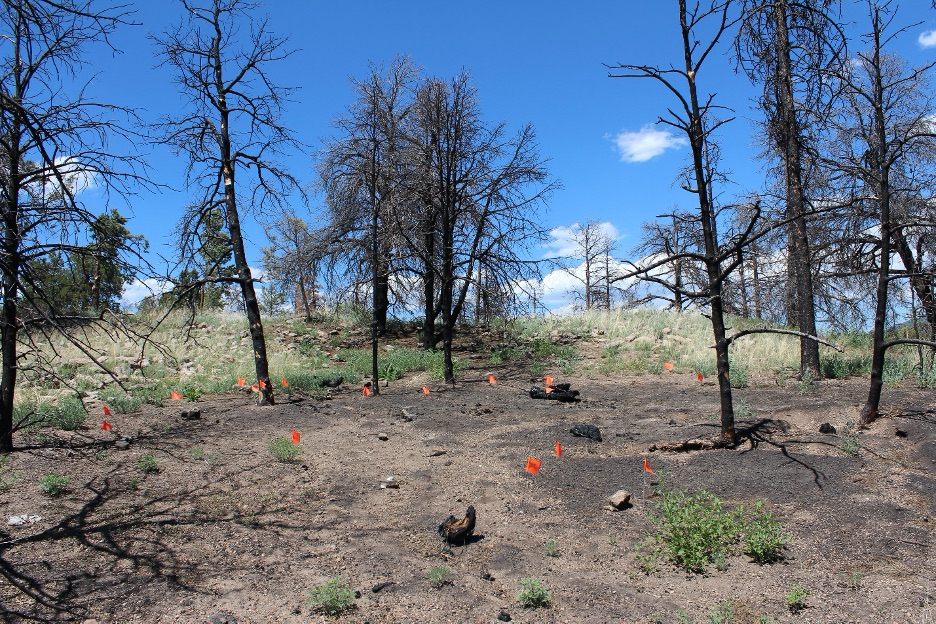 Orange pin flags indicate the location of ceramic pottery sherds collected for analysis after a prescribed burn in the Jemez Mountains of New Mexico in 2012.