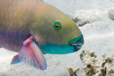 Parrotfish like this one may be the farmers of the sea.