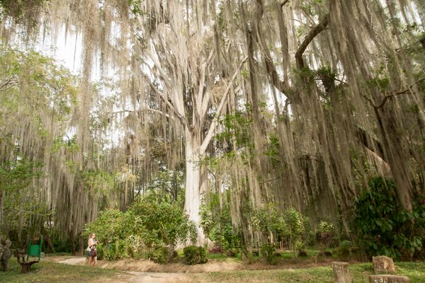 “Barba de Viejo” (old man’s beard) trees cover the quiet El Gallineral Park, jammed between two rivers.
