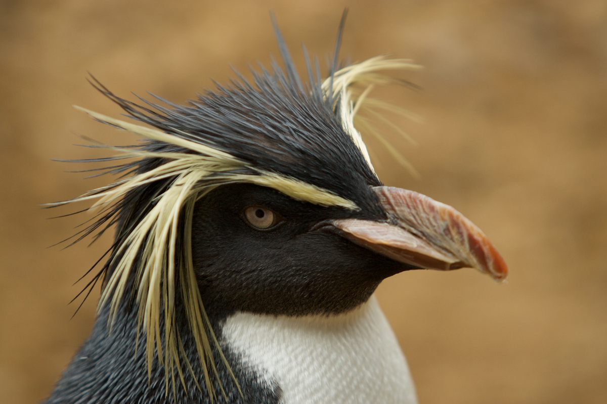 The marine sanctuary will be a boon for rockhopper penguins.