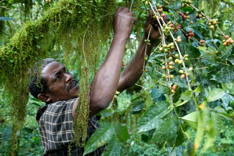 An Ethiopian collector picks coffee from a wild Arabica tree in the Mankira Forest, Kafa.