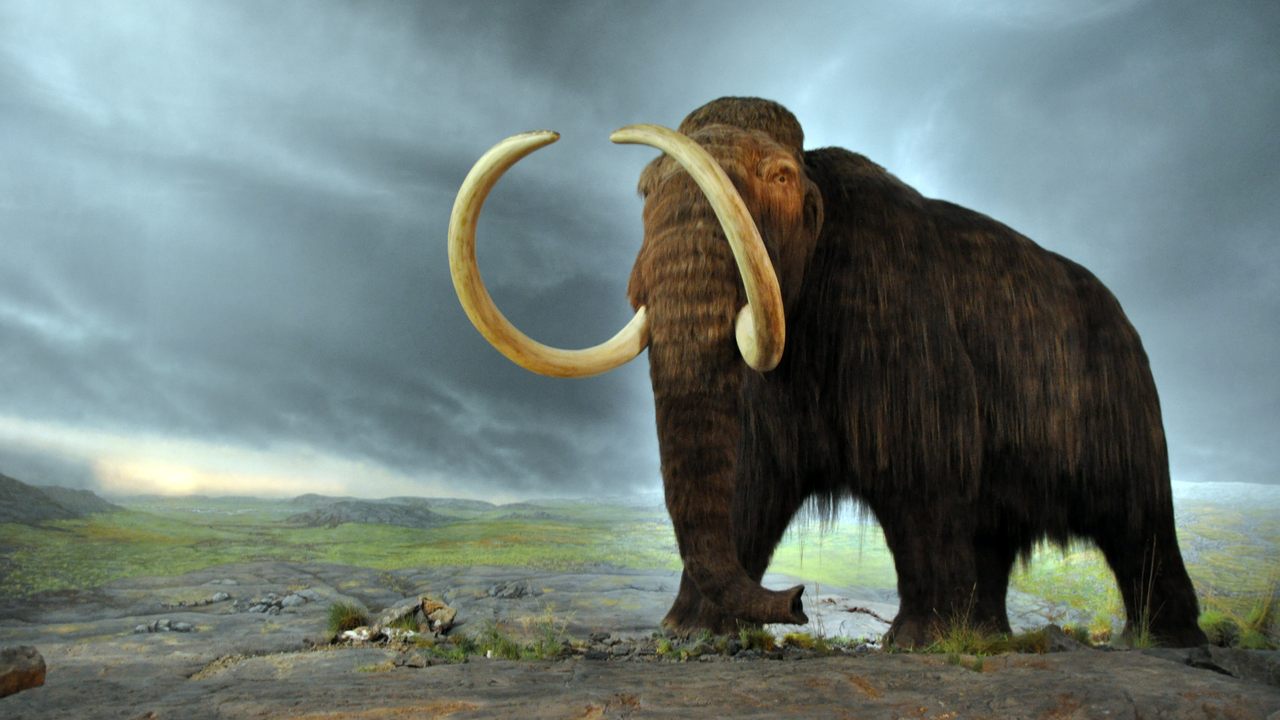 Woolly Mammoth Tusks