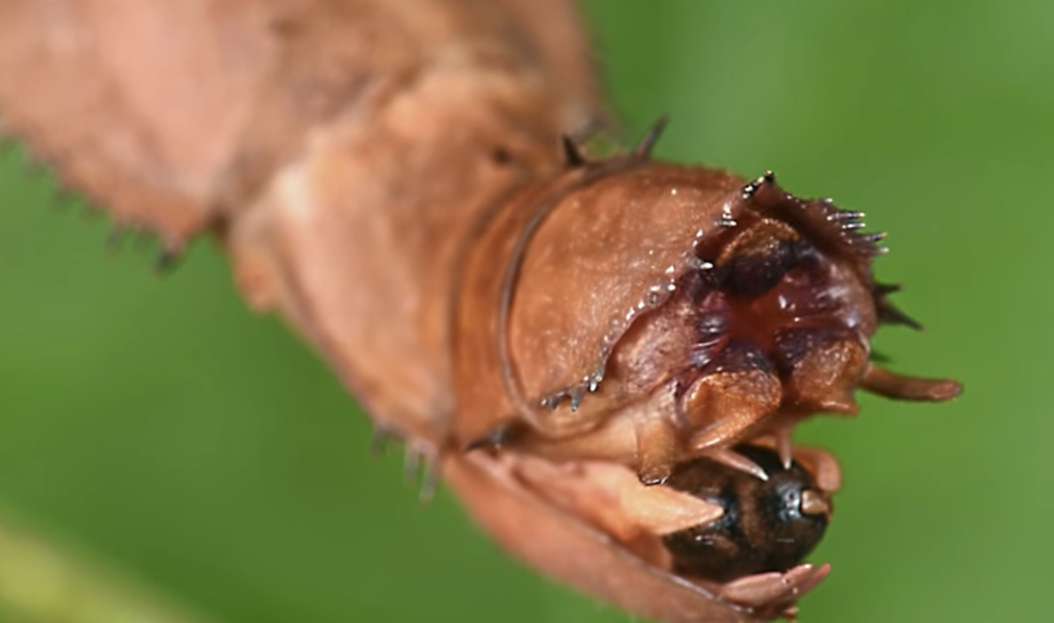 Rolling Shit Two Insect Watch a Stick Insect Lay Eggs to a Smooth Jazz Soundtrack