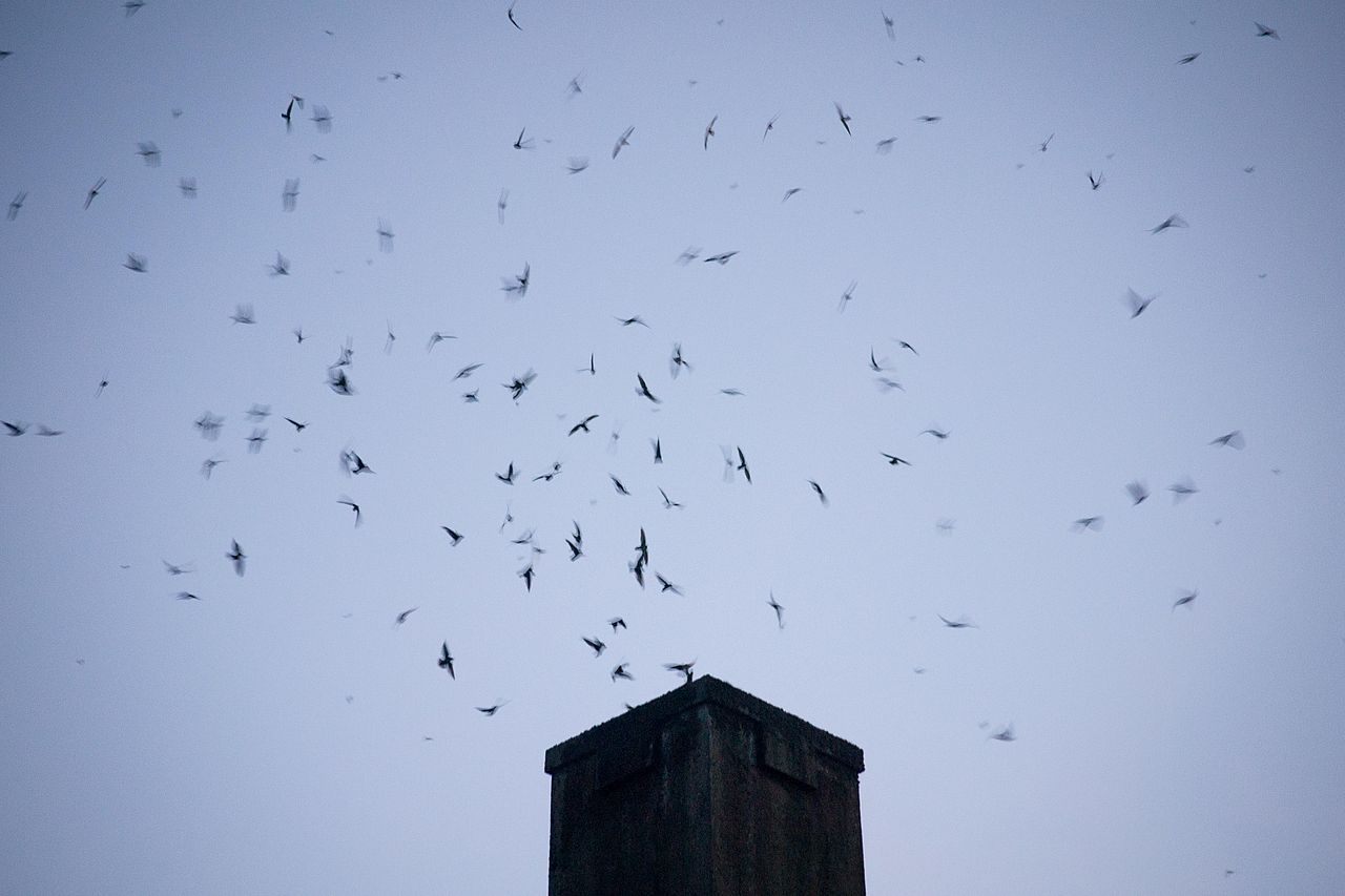 Migrating Vaux's swifts roost in Agate Hall chimney at the University of Oregon