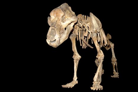 Oh, nose! Cave bears' diet-limiting sinuses may have been what spelled doom for the Ice Age beasts.