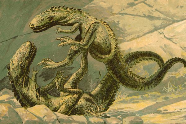 A 1902 illustration of battling dryptosaurs. 