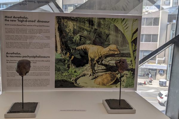 The display case with info.