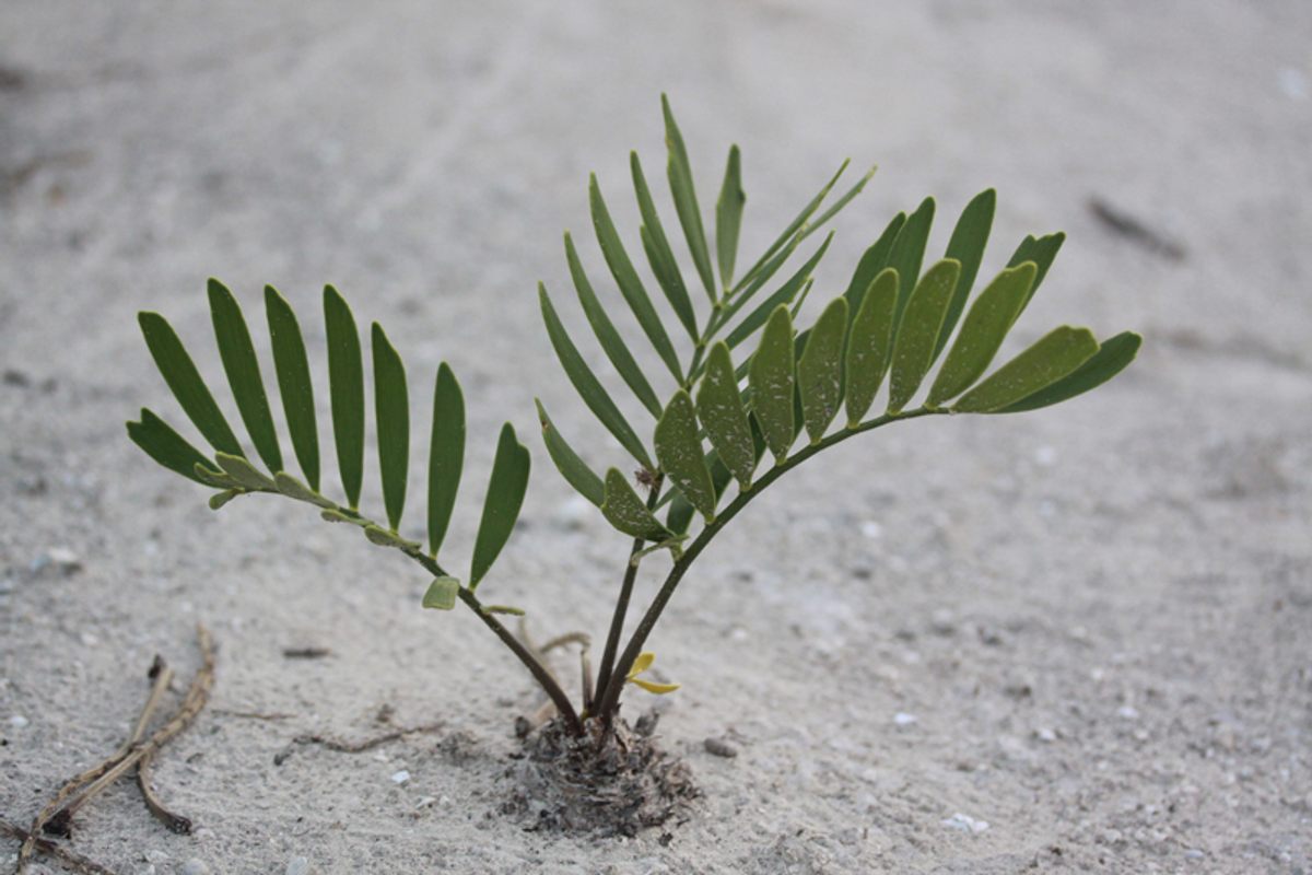 <em>Zamia lucayana</em>, an endangered plant endemic to the Bahamas, is a species that will help scientists test out the studbook concept.