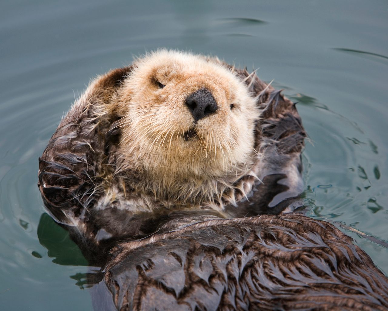 Sea otters, once hunted by humans for their fur and now adored for their cuteness, may be key to saving entire ecosystems.