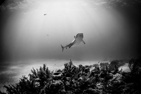 A tiger shark. 