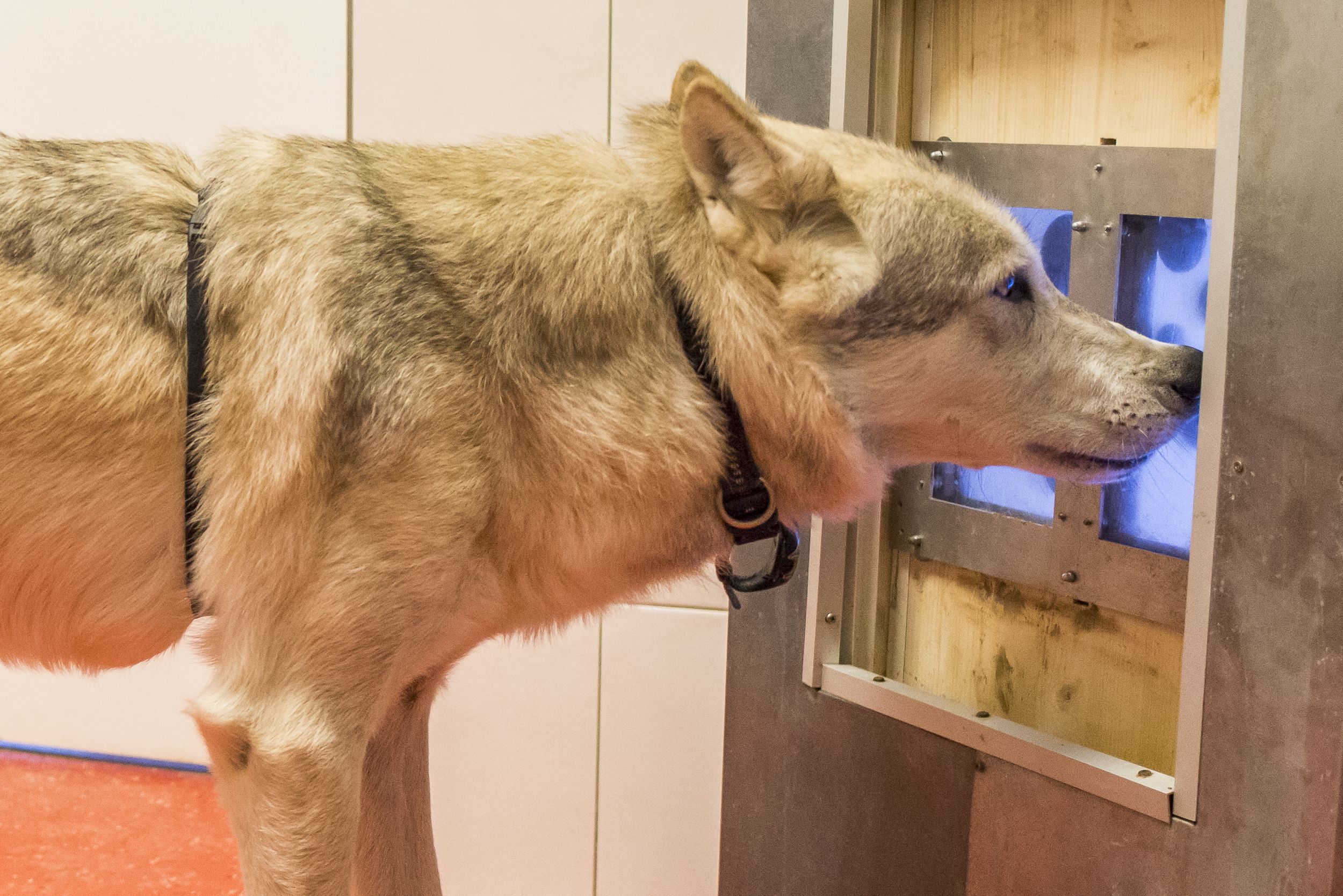 A cold nose hits a touchscreen at the Wolf Science Center.