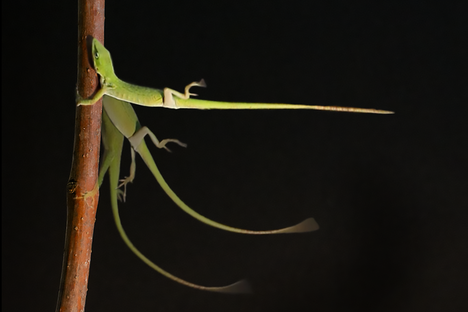 Even in hurricane-force winds, the anole manages to hang on.