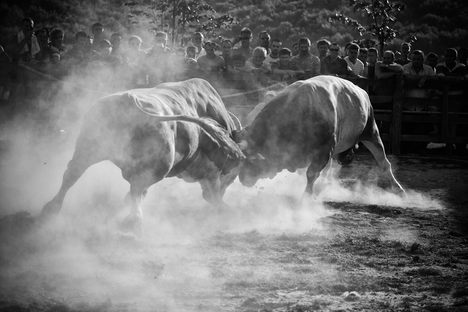 Bullfights of Grmec