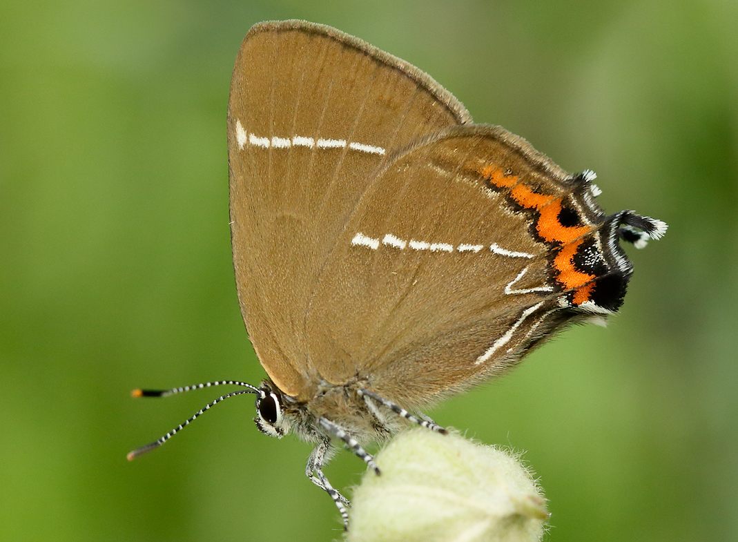 Last summer, a white-letter hairstreak was spotted in Scotland for the first time since 1884.