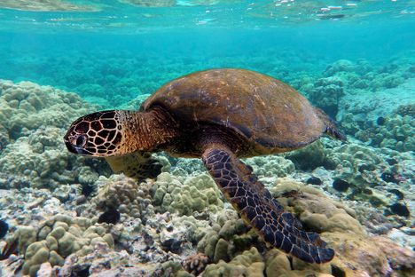 A green turtle.