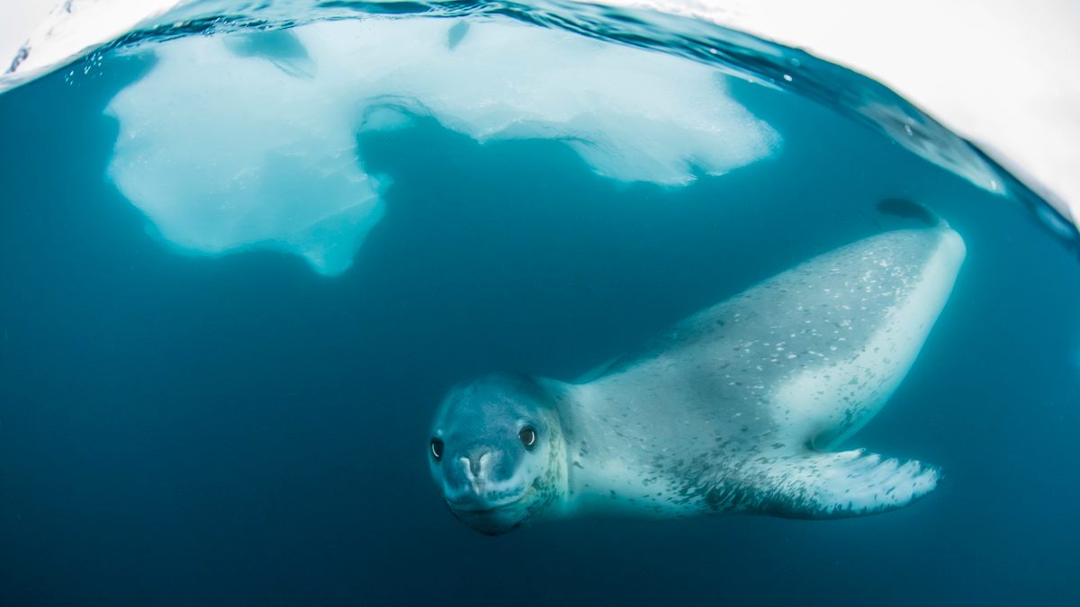 Seals, like whales and penguins, stay warm in chilly Antarctic waters thanks to layers of insulating fat and an internal thermostat that keeps the body's temperature stable.