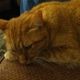 RachelMeow profile photo