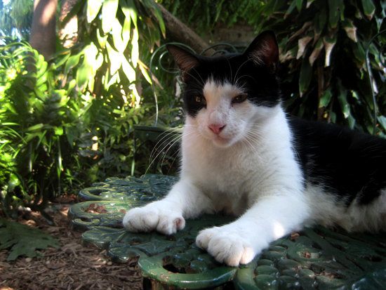 Ernest Hemingway Home & Museum – Key West, Florida - Atlas Obscura